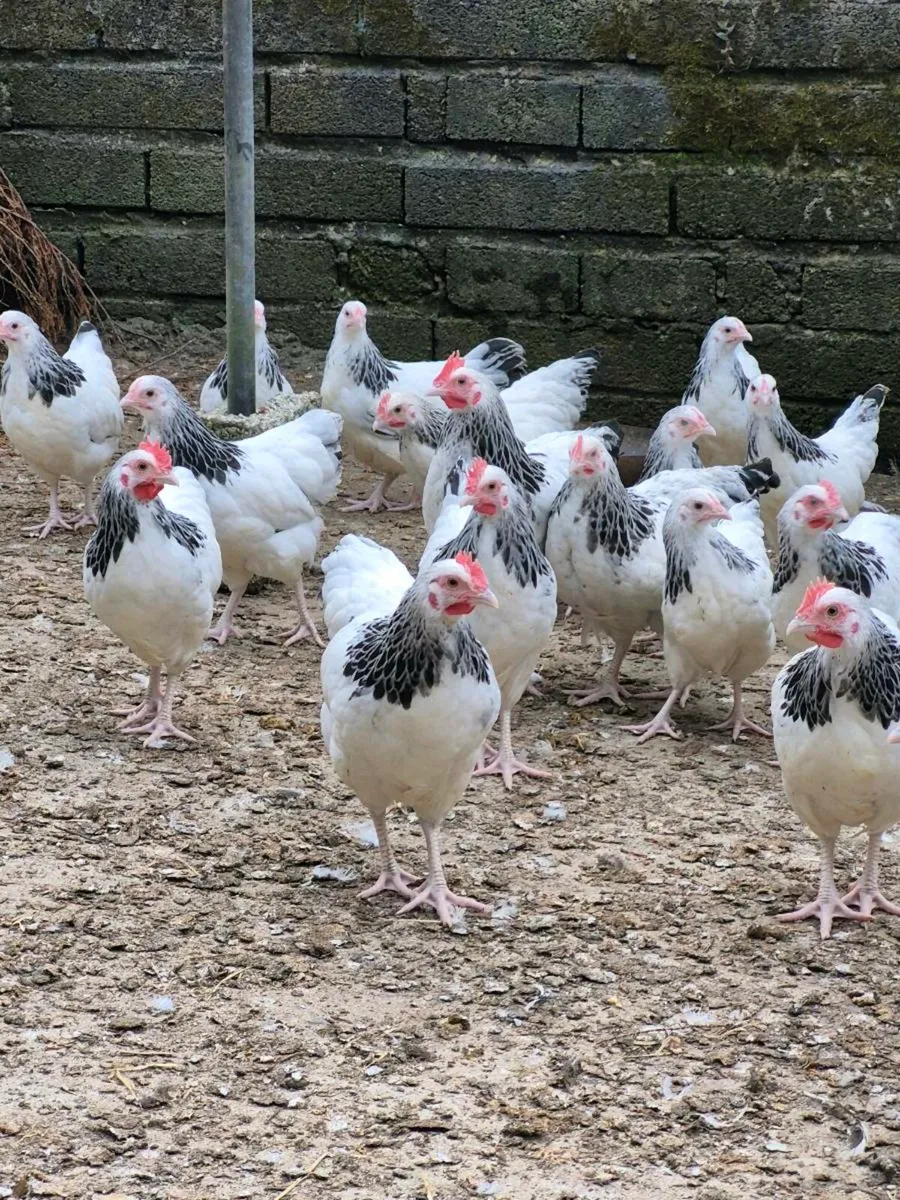 Light Sussex Bantams. - Image 2