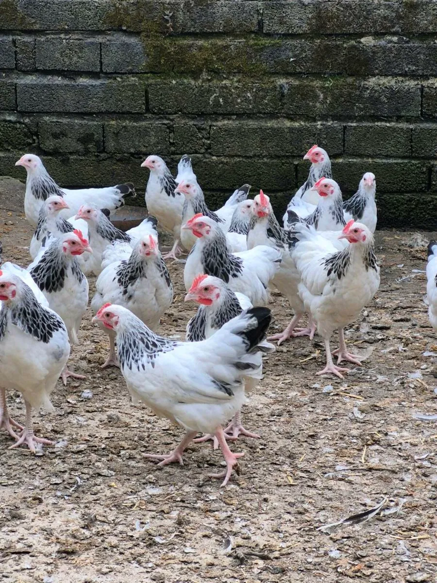 Light Sussex Bantams. - Image 1