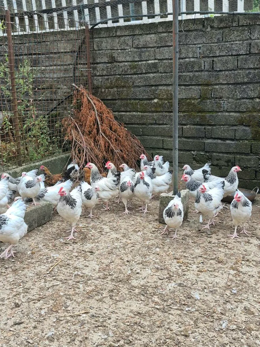 Light Sussex Bantams. - Image 3
