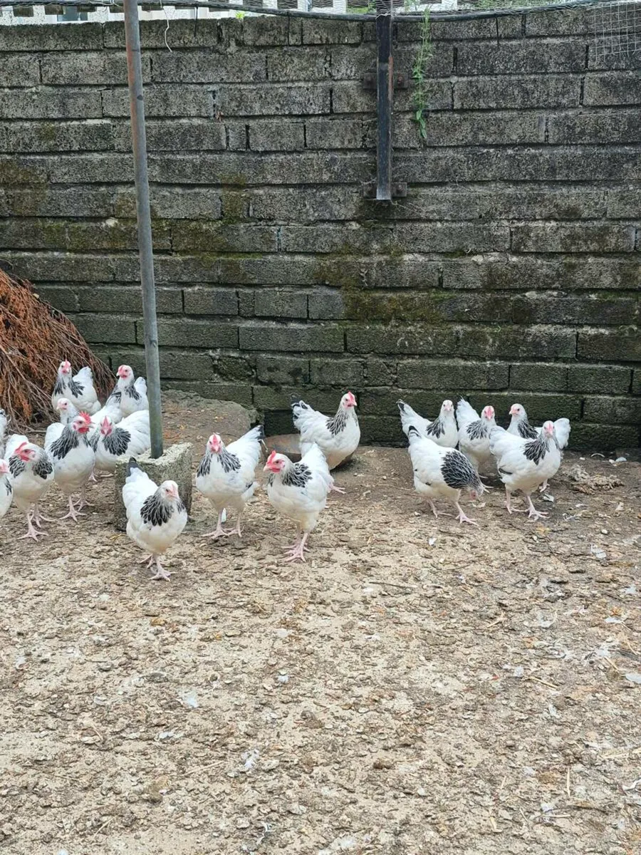 Light Sussex Bantams. - Image 4