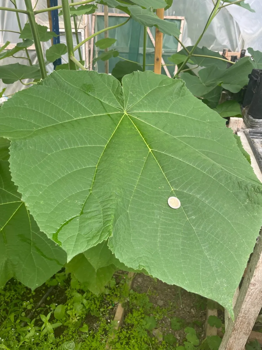 Paulownia Elongata - Image 1