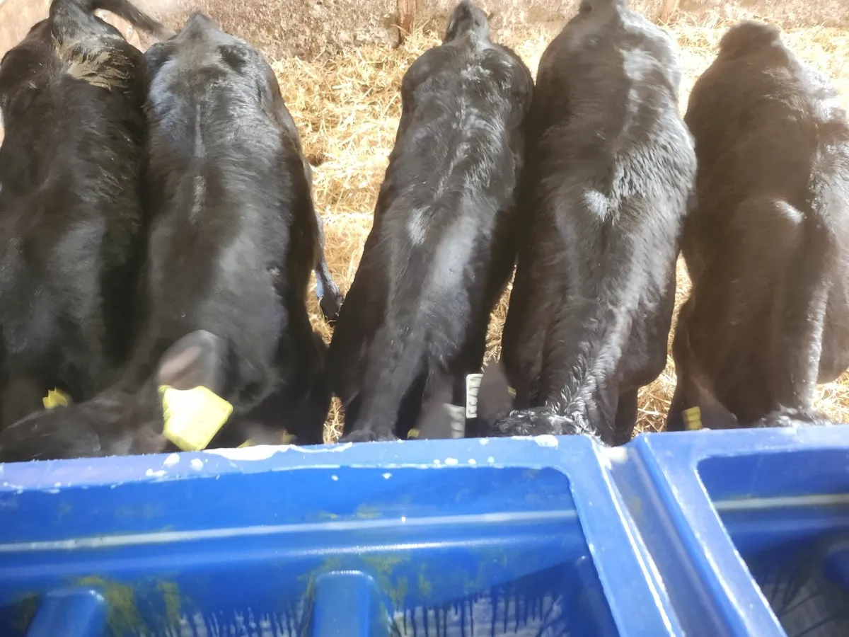 Calfs - Image 1