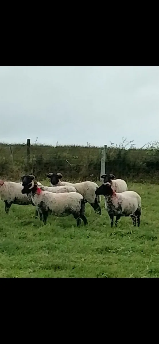 Sheep ( Hoggets ) - Image 1