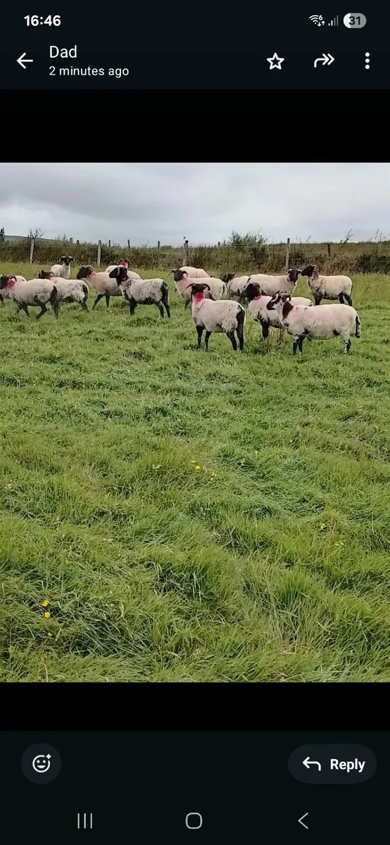 Sheep ( Hoggets ) - Image 3