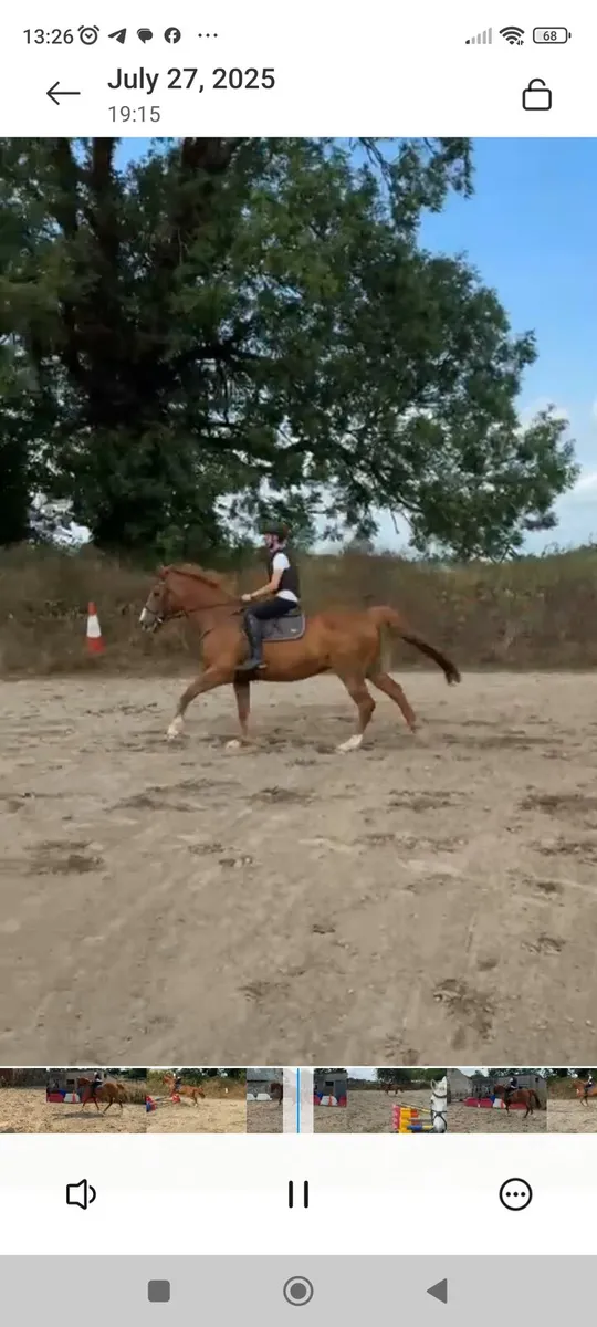 Horse - Image 4