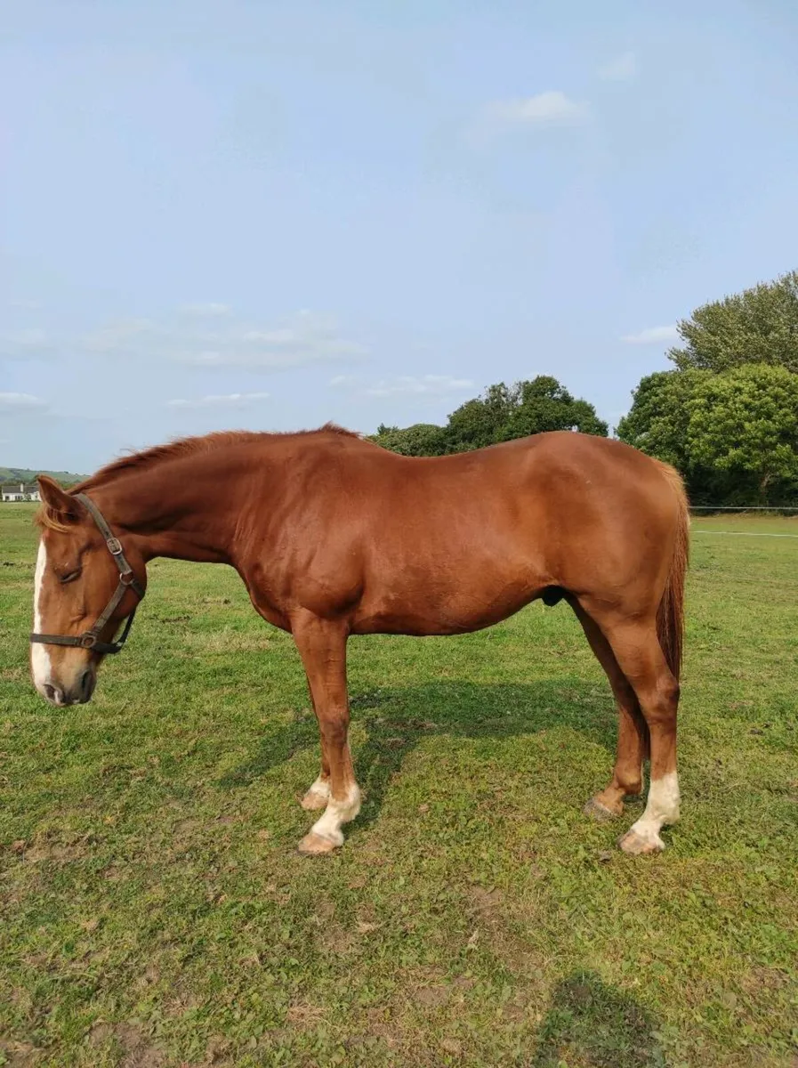 Horse - Image 1