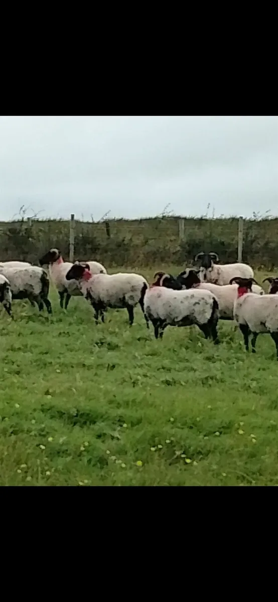 Sheep ( Hoggets ) - Image 4