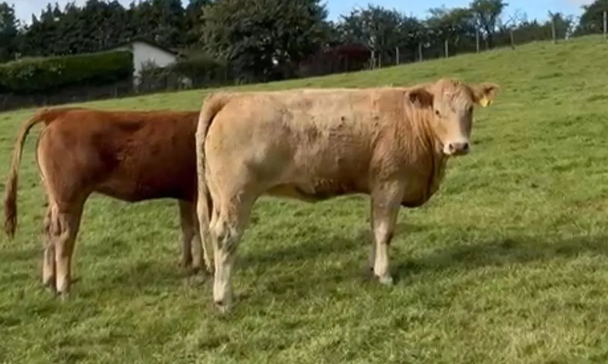 Fully organic heifers and sheep Blessington Mart - Image 2