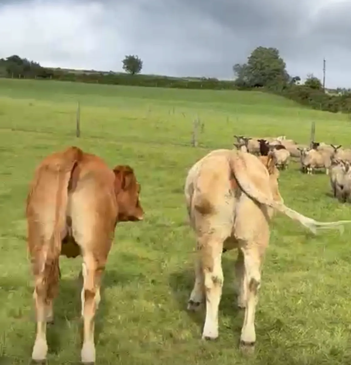 Fully organic heifers Blessington Mart August 21st - Image 4