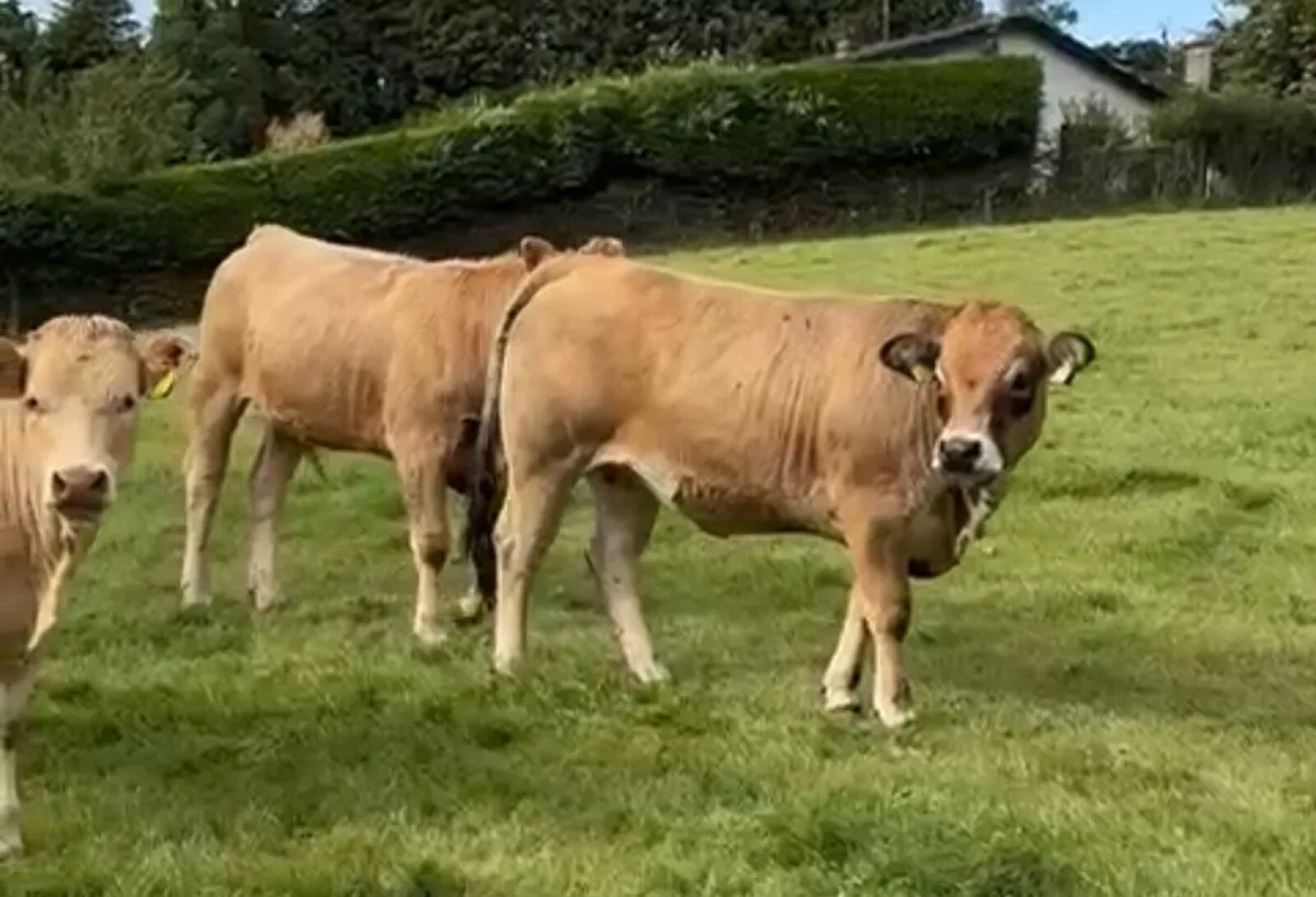 Fully organic heifers and sheep Blessington Mart - Image 1