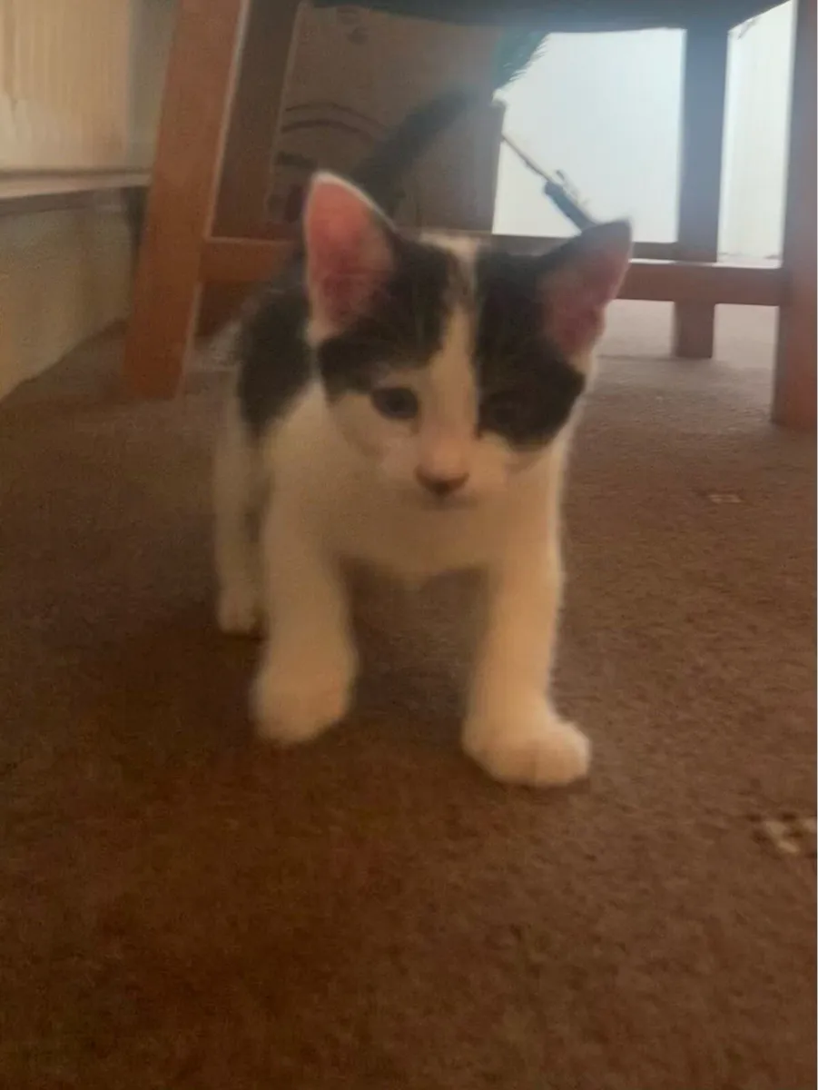 Kittens - Image 1