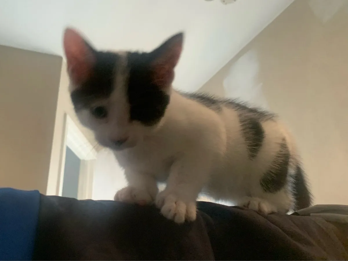 Kittens - Image 2