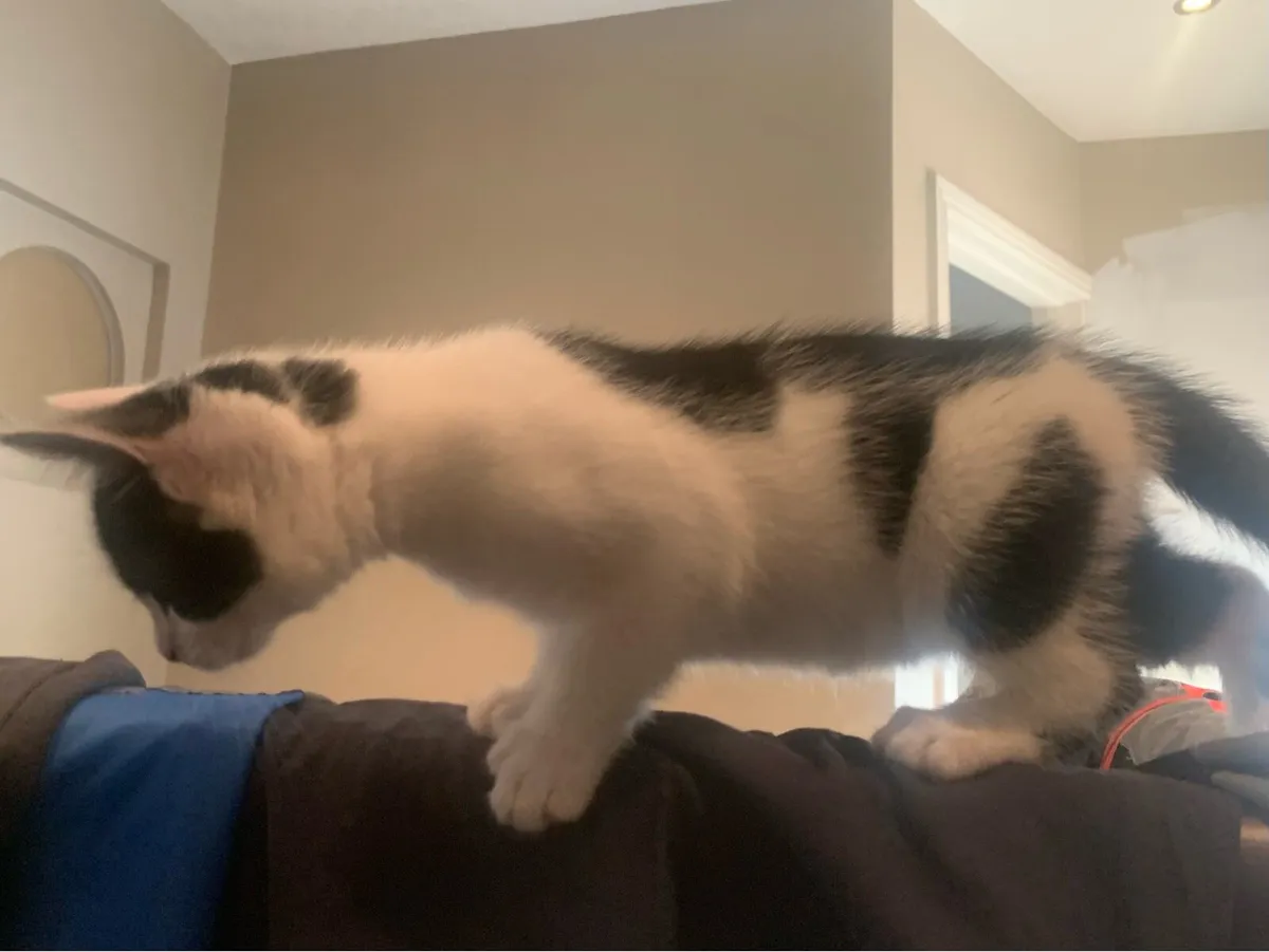 Kittens - Image 3