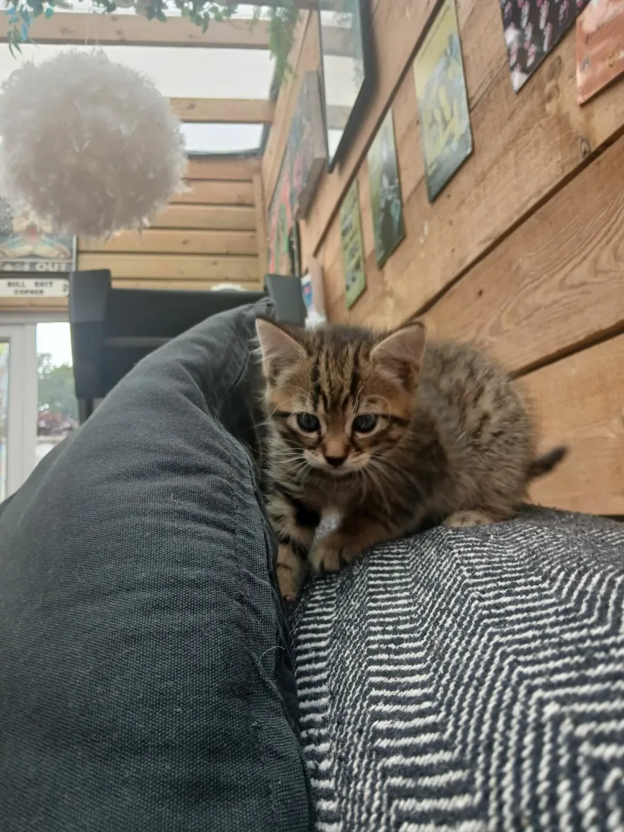 Kittens - Image 2