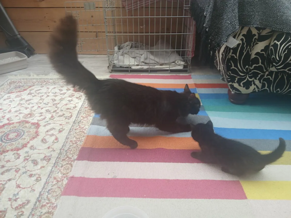 Kittens - Image 3