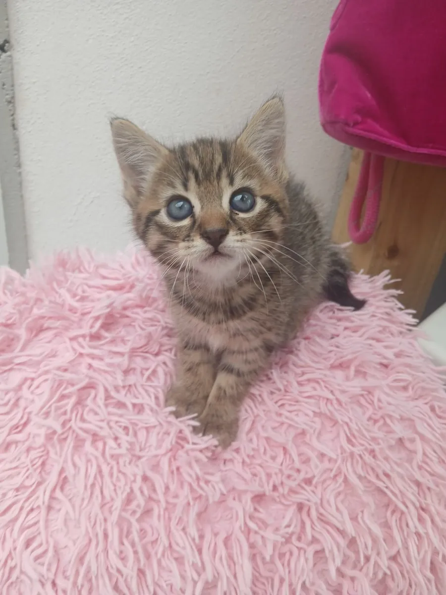 Kittens - Image 1