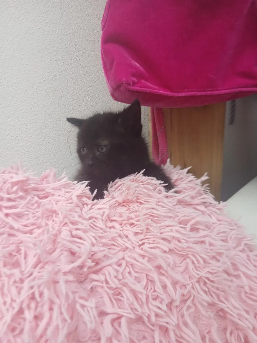 Kittens - Image 4