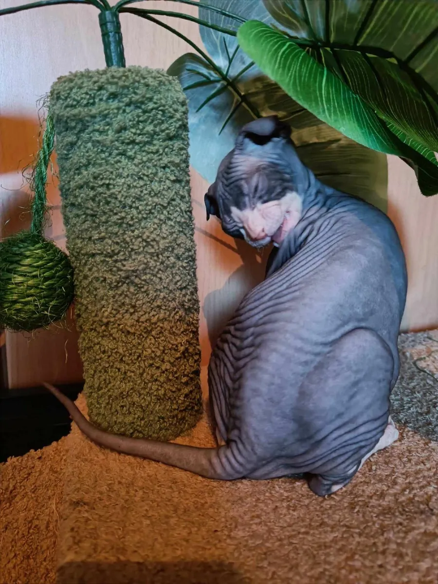 Sphynx Ukrainian Levkoy Bruno for sale WCF registr - Image 1