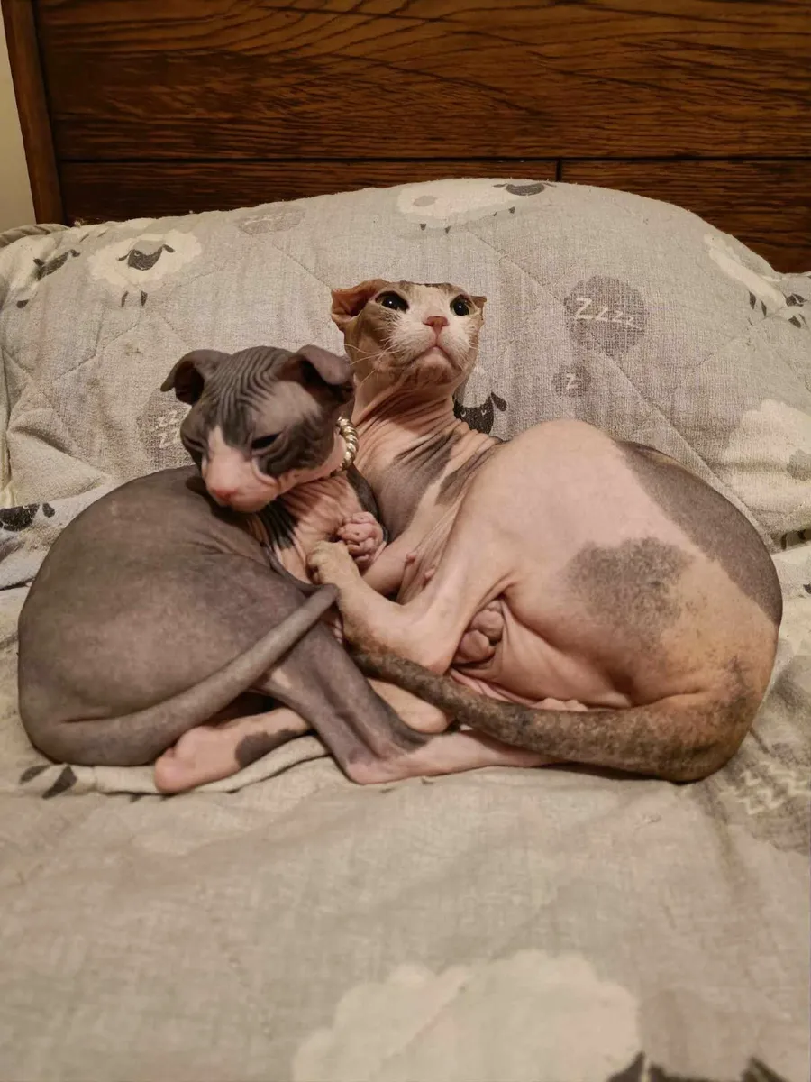 Sphynx Ukrainian Levkoy Bruno for sale WCF registr - Image 2