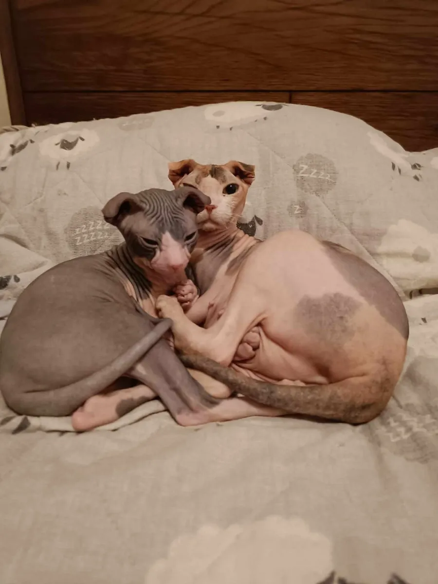 Sphynx Ukrainian Levkoy Bruno for sale WCF registr - Image 3