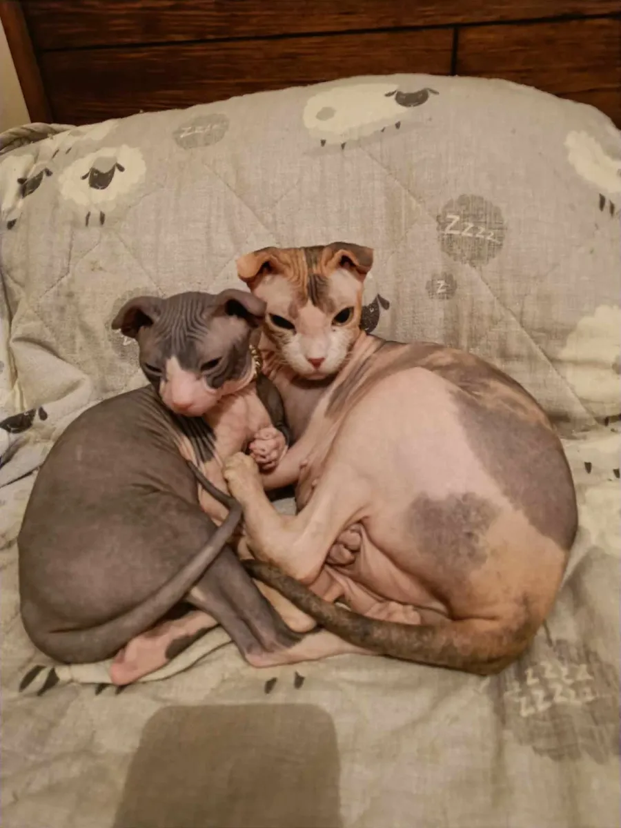 Sphynx Ukrainian Levkoy Bruno for sale WCF registr - Image 4