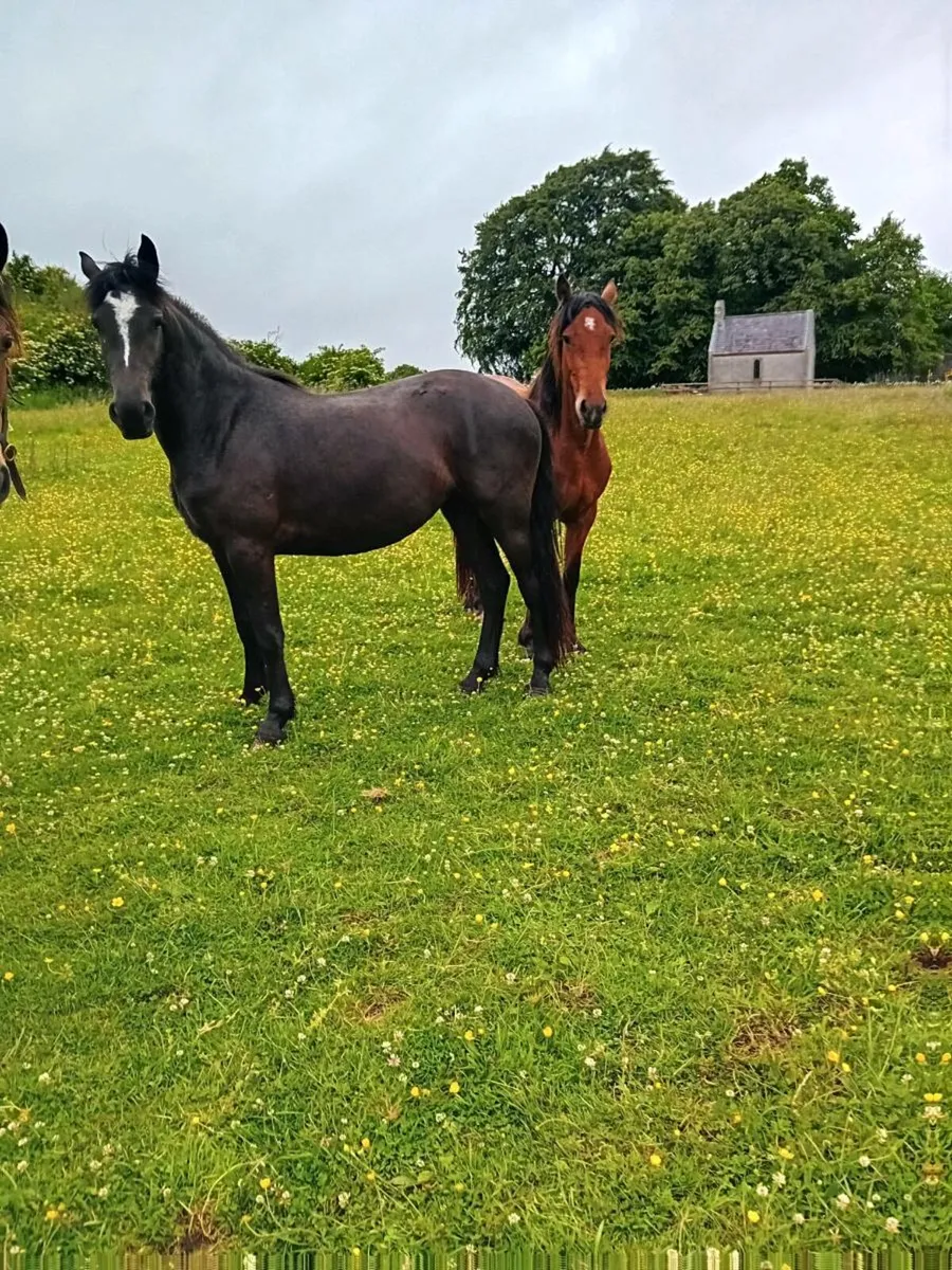 2 fillies and a colt - Image 1
