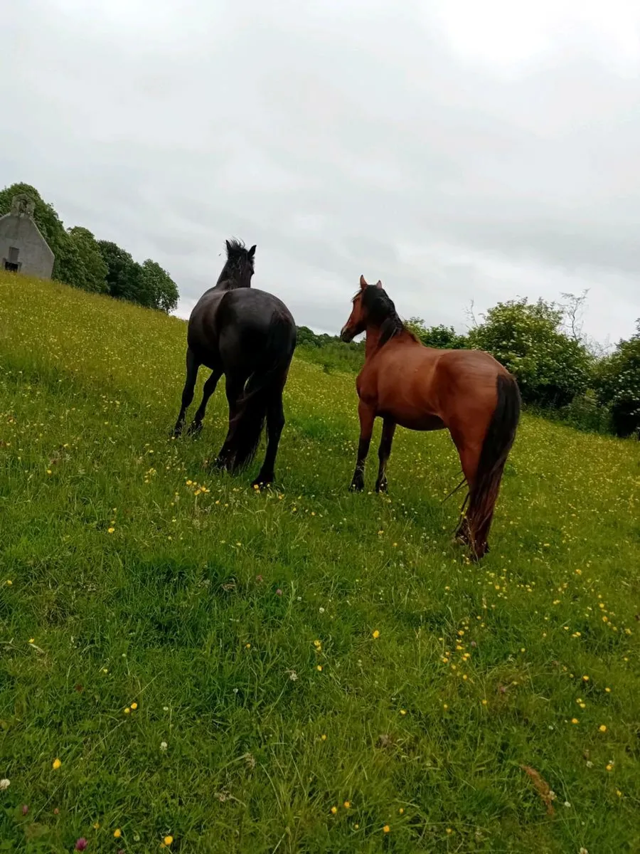 2 fillies and a colt - Image 3