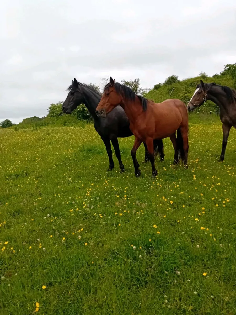 2 fillies and a colt - Image 4