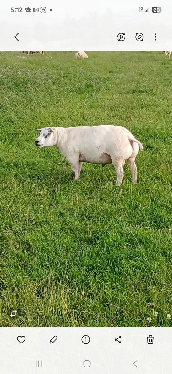 Beltex hogget rams - Image 1