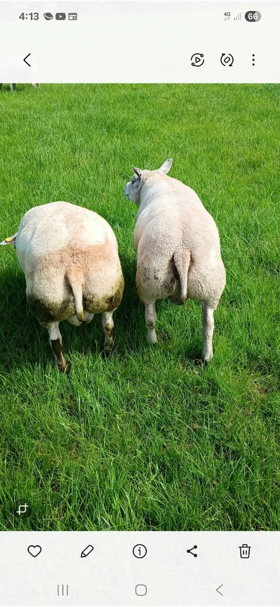 Beltex hogget rams - Image 2
