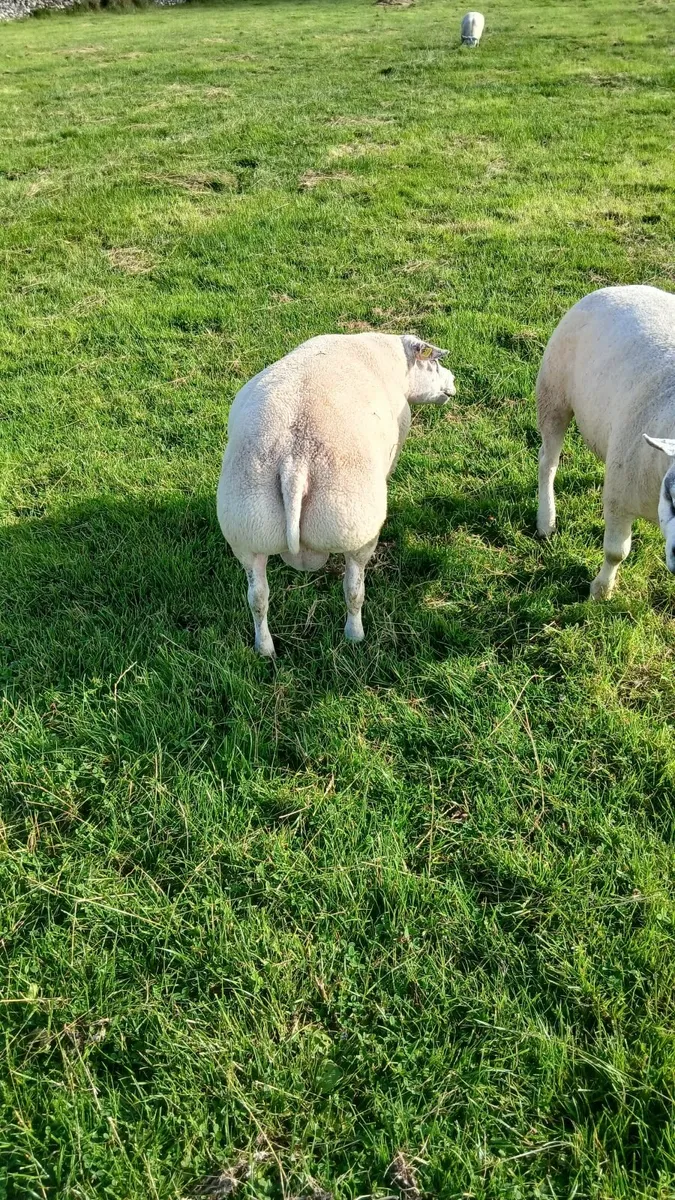 Beltex hogget rams - Image 3