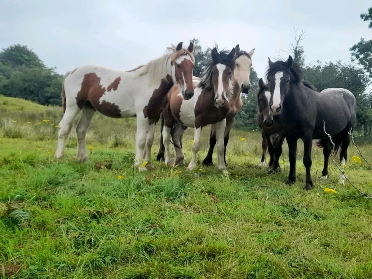 Yearling colts - Image 2