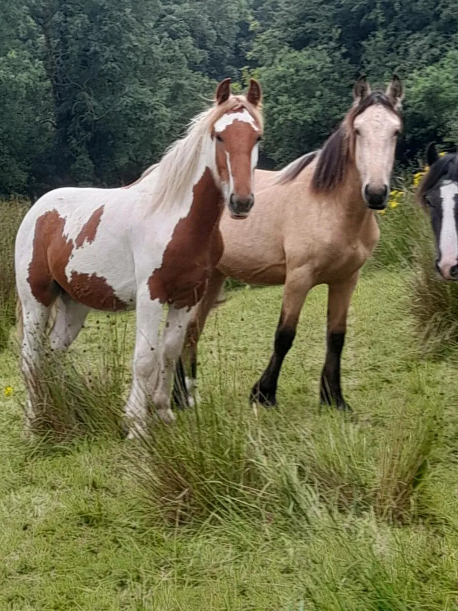 Yearling colts - Image 1