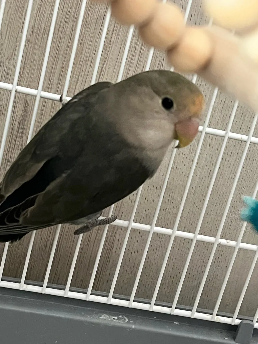 Lovebird 6 Months Male - Image 1