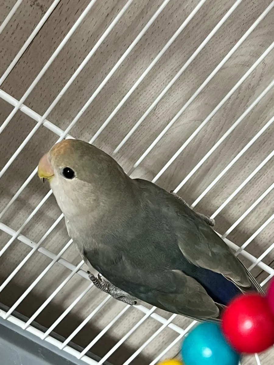Lovebird 6 Months Male - Image 4