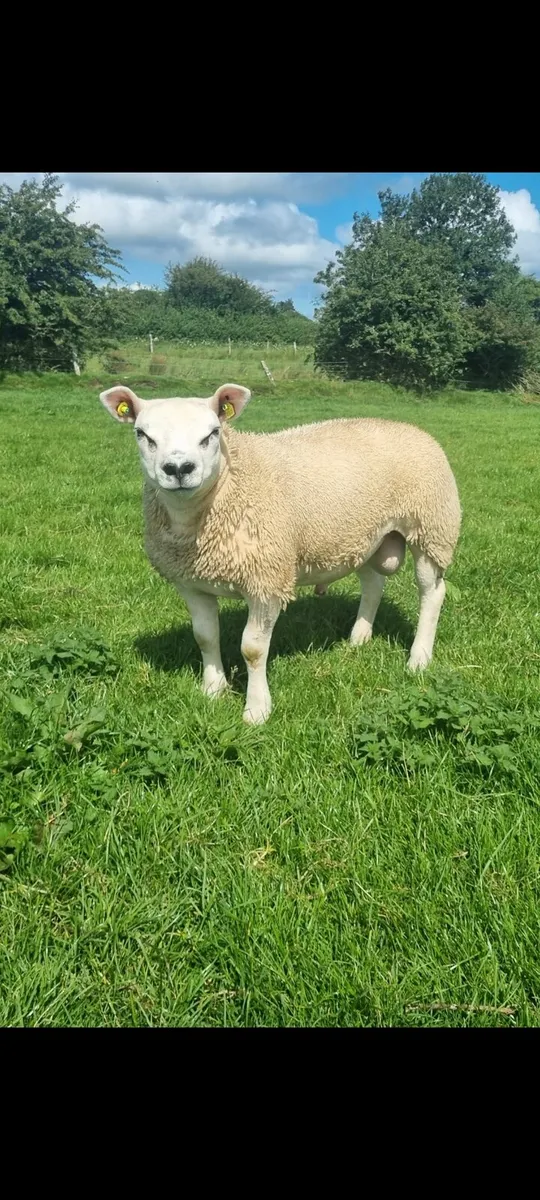 Ped. Reg. Texel ram lambs - Image 2