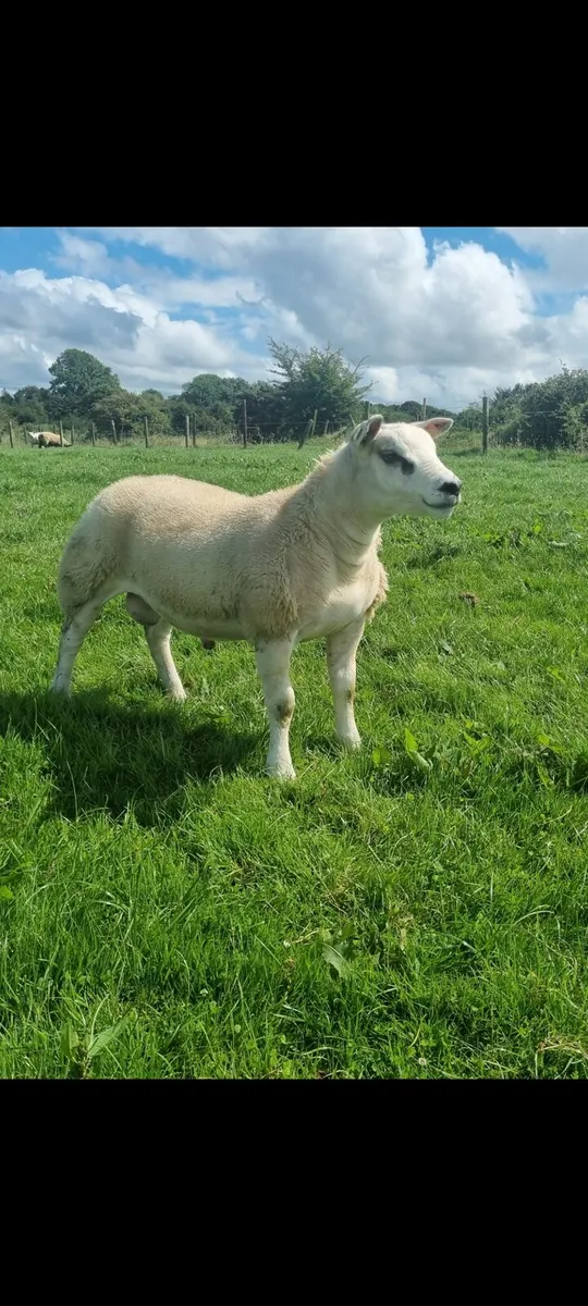 Ped. Reg. Texel ram lambs - Image 3