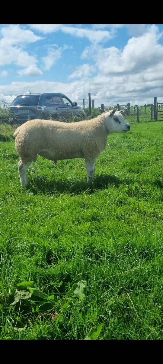 Ped. Reg. Texel ram lambs - Image 4