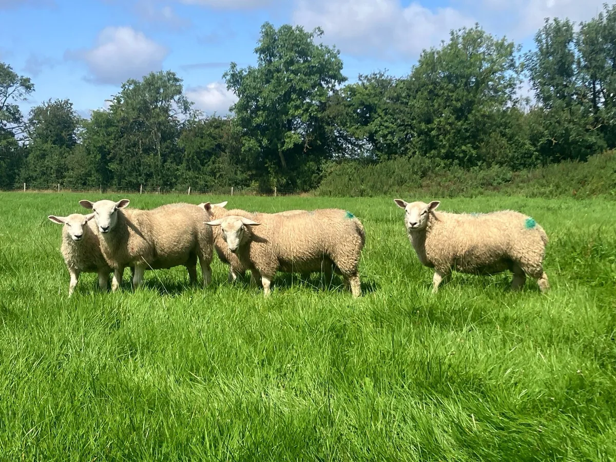 Organic lambs - Image 1