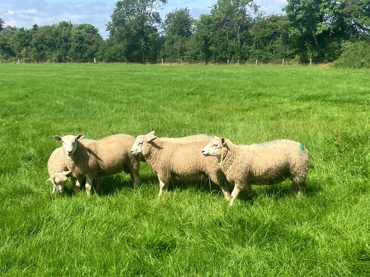 Organic lambs - Image 2