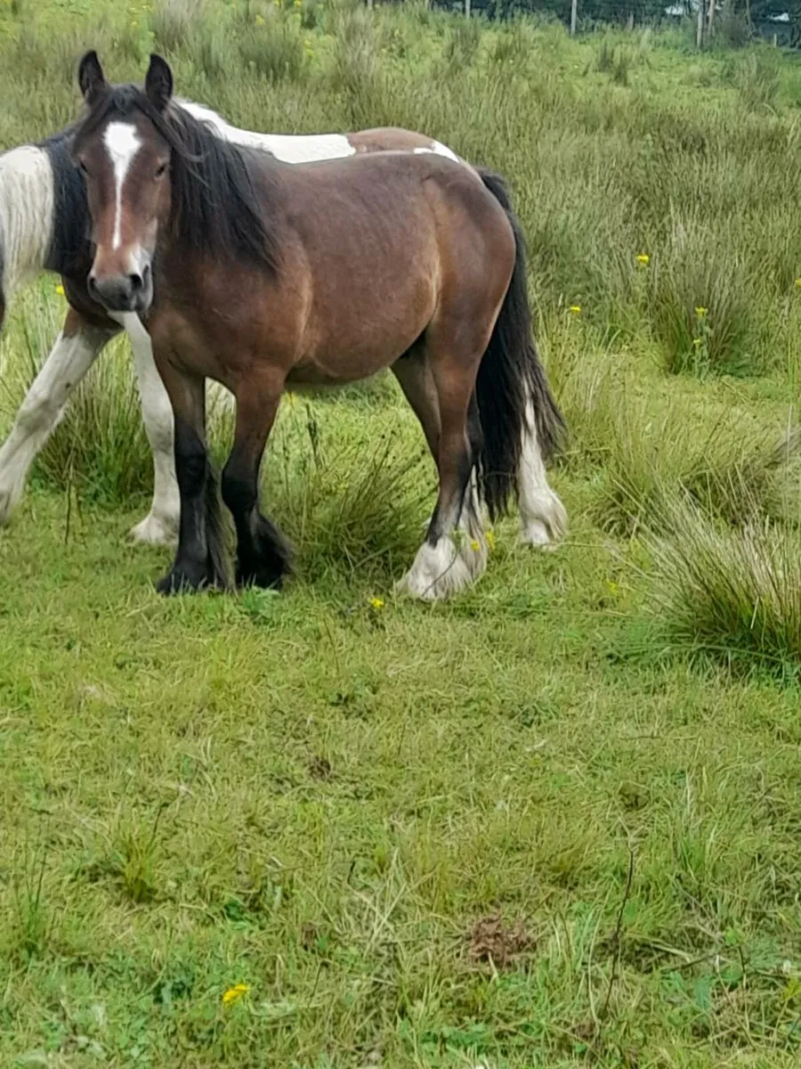 Yearling colts - Image 4