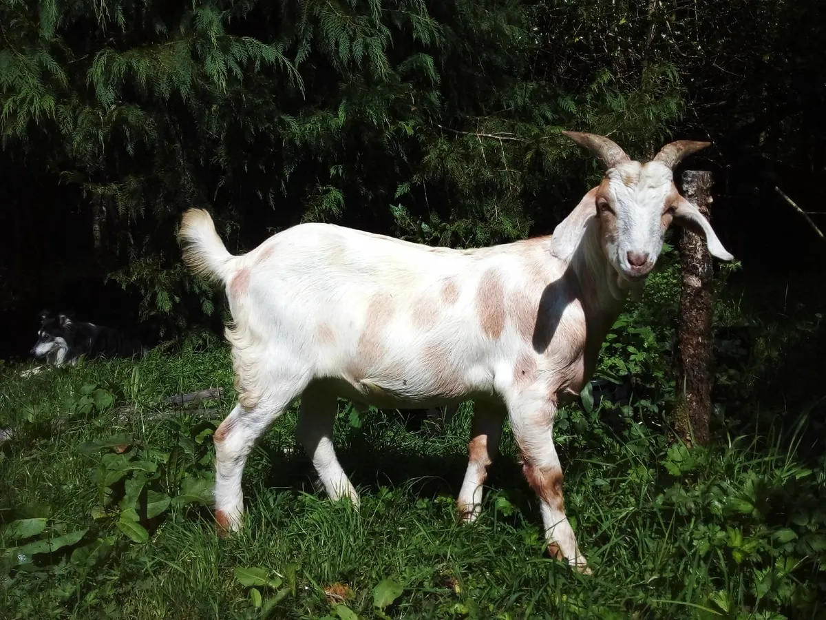 Stud buck goats - Image 2