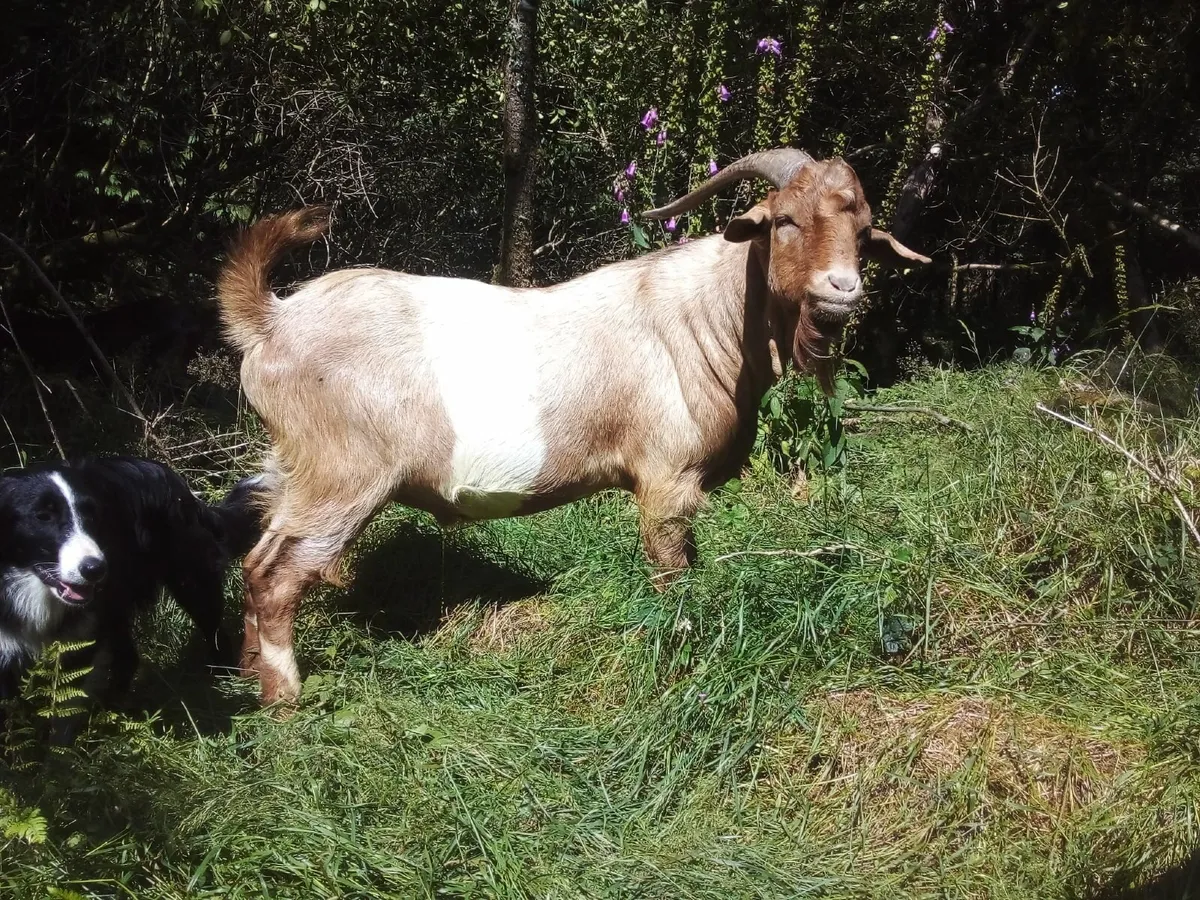 Stud buck goats - Image 1