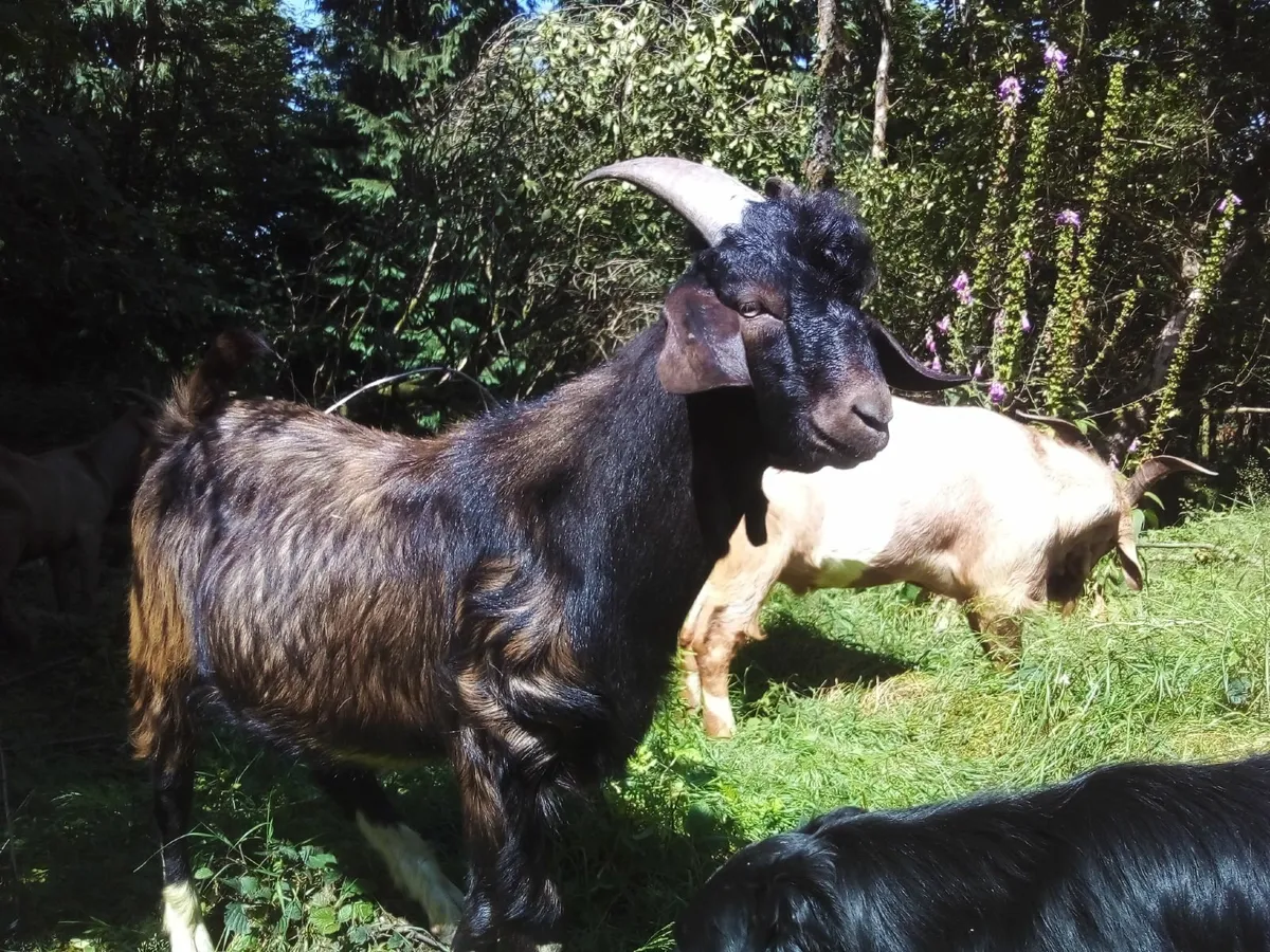 Stud buck goats - Image 3