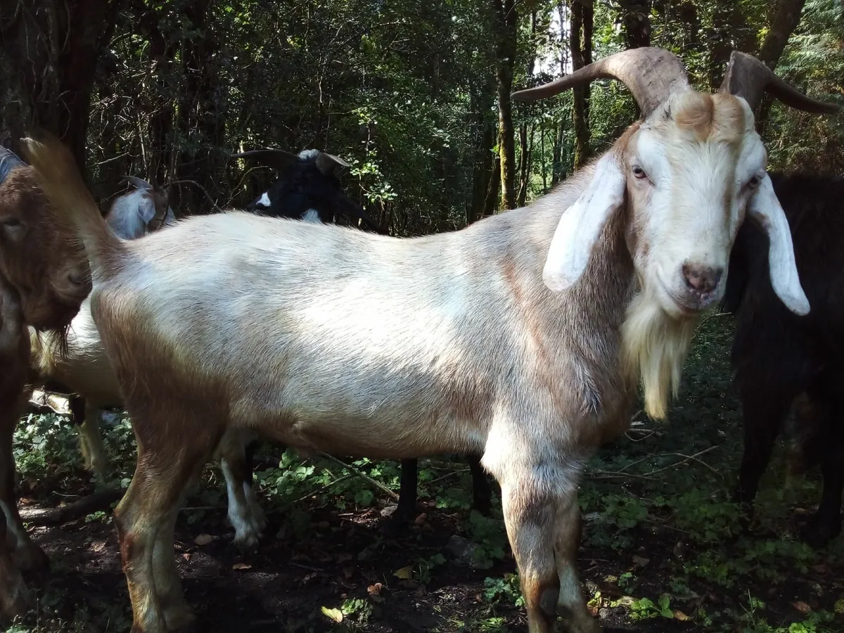 Stud buck goats - Image 4