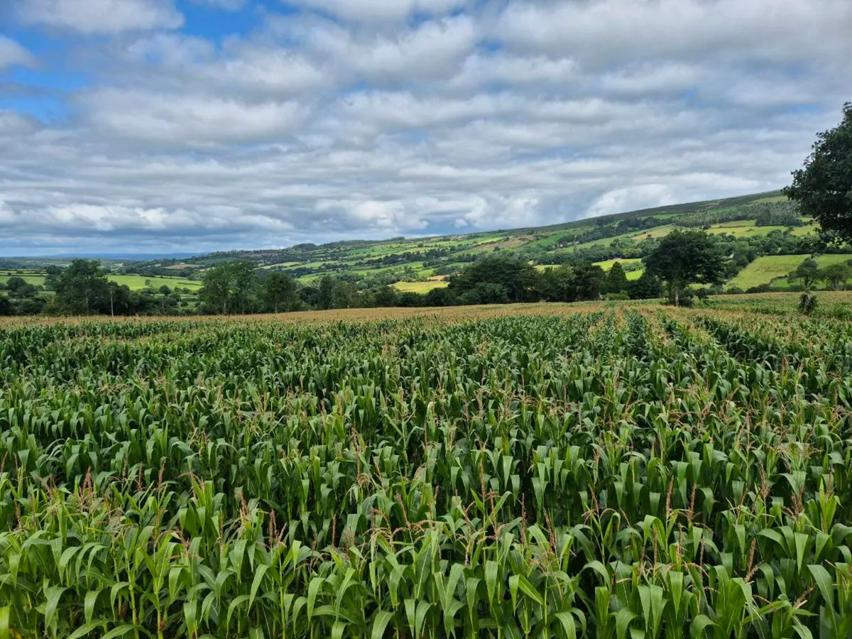 Maize for sale - Image 1