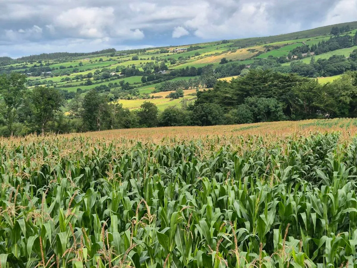 Maize for sale - Image 2