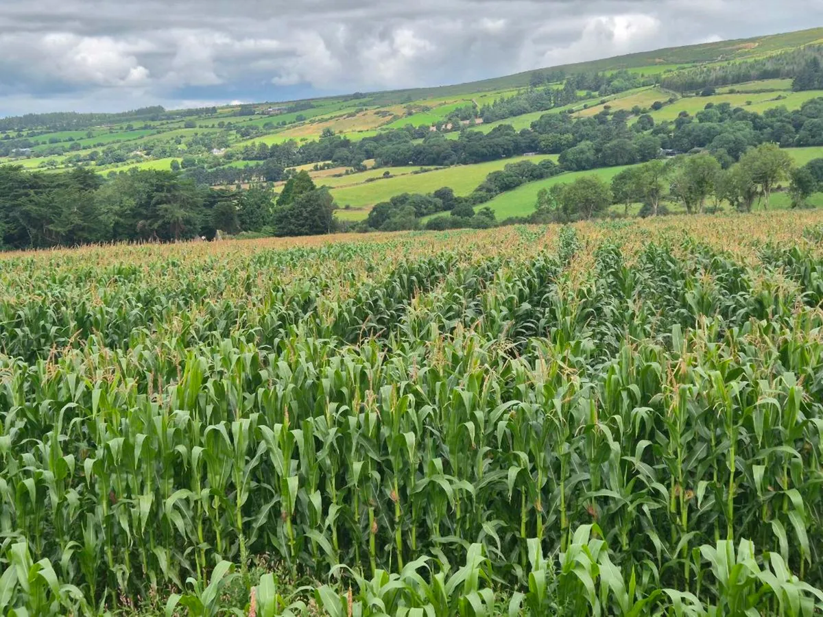 Maize for sale - Image 3