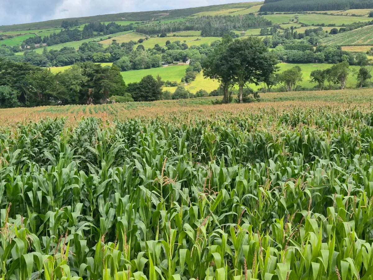 Maize for sale - Image 4