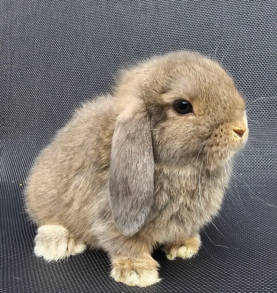 Mini lop bunnies - Image 1